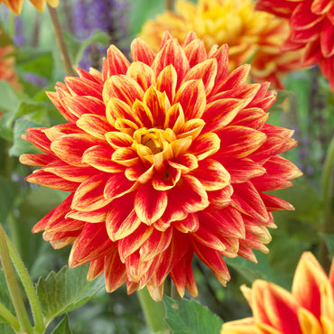Explosion Dahlia