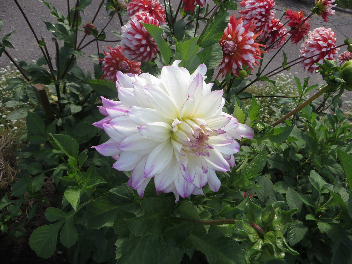 Ferncliff Illusion Dahlia