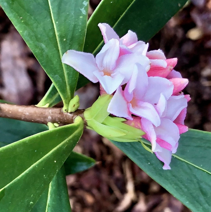 Daphne Seeds for Planting Organic, Heirloom, Non-GMO Flowering Shrub Seeds