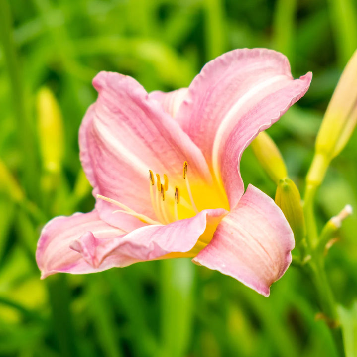 Daylily Flower Seeds 100 for Planting 100