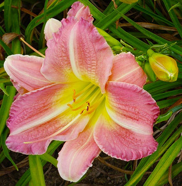 Daylily Flower Seeds 100 for Planting 100