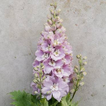 Magic Fountains Cherry Blossom – Delphinium Seed