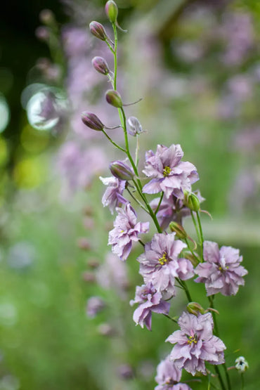 Misty Lavender – Larkspur Seed