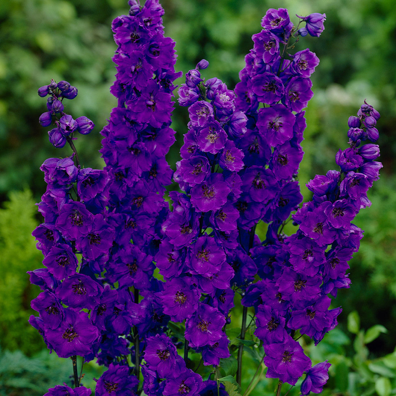 Delphinium- Pacific Black Knight