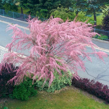 Pink Tamarix Ramosissima Plant Seeds for Garden Planting - 100 pcs