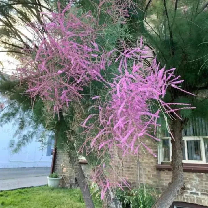 Pink Tamarix Ramosissima Plant Seeds for Garden Planting - 100 pcs