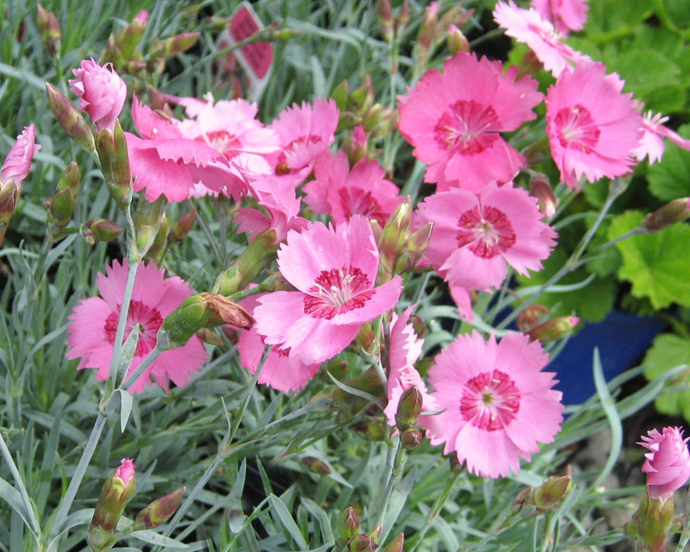 Dianthus- Allwood's Pink