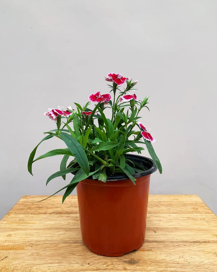 Organic Purple White Dianthus Flower Seeds for Planting – Heirloom, Non-GMO