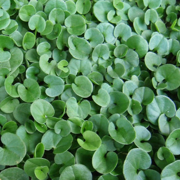 Heirloom Non-GMO Dichondra Ground Cover Plant Seeds for Planting – Lush Low-Growing Foliage for Gardens