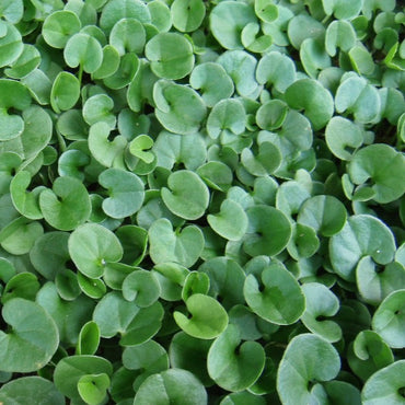 Dichondra Repen Plant Seeds – Heirloom, Non-GMO, Lush Ground Cover for Garden and Landscape Planting