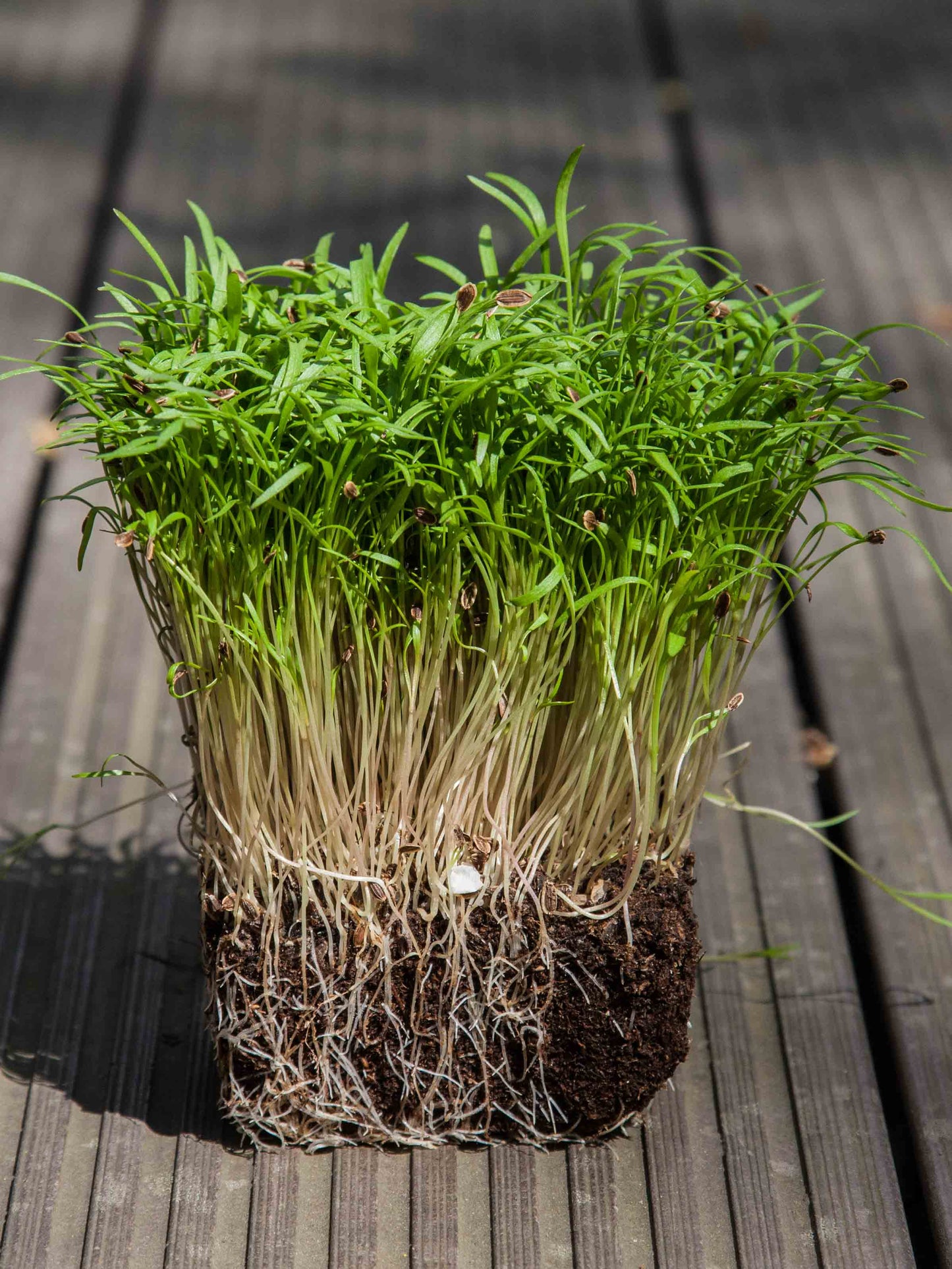 Dill – Microgreen Seed