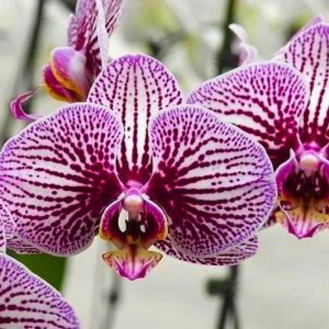 Phalaenopsis Orchid Seeds Rare Bonsai Plants Flowers Seeds