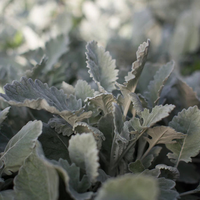 New Look – Dusty Miller Seed