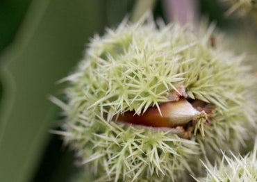 Chinquapin Chestnut Tree Seeds for Planting – Heirloom, Non-GMO Fruit Seeds
