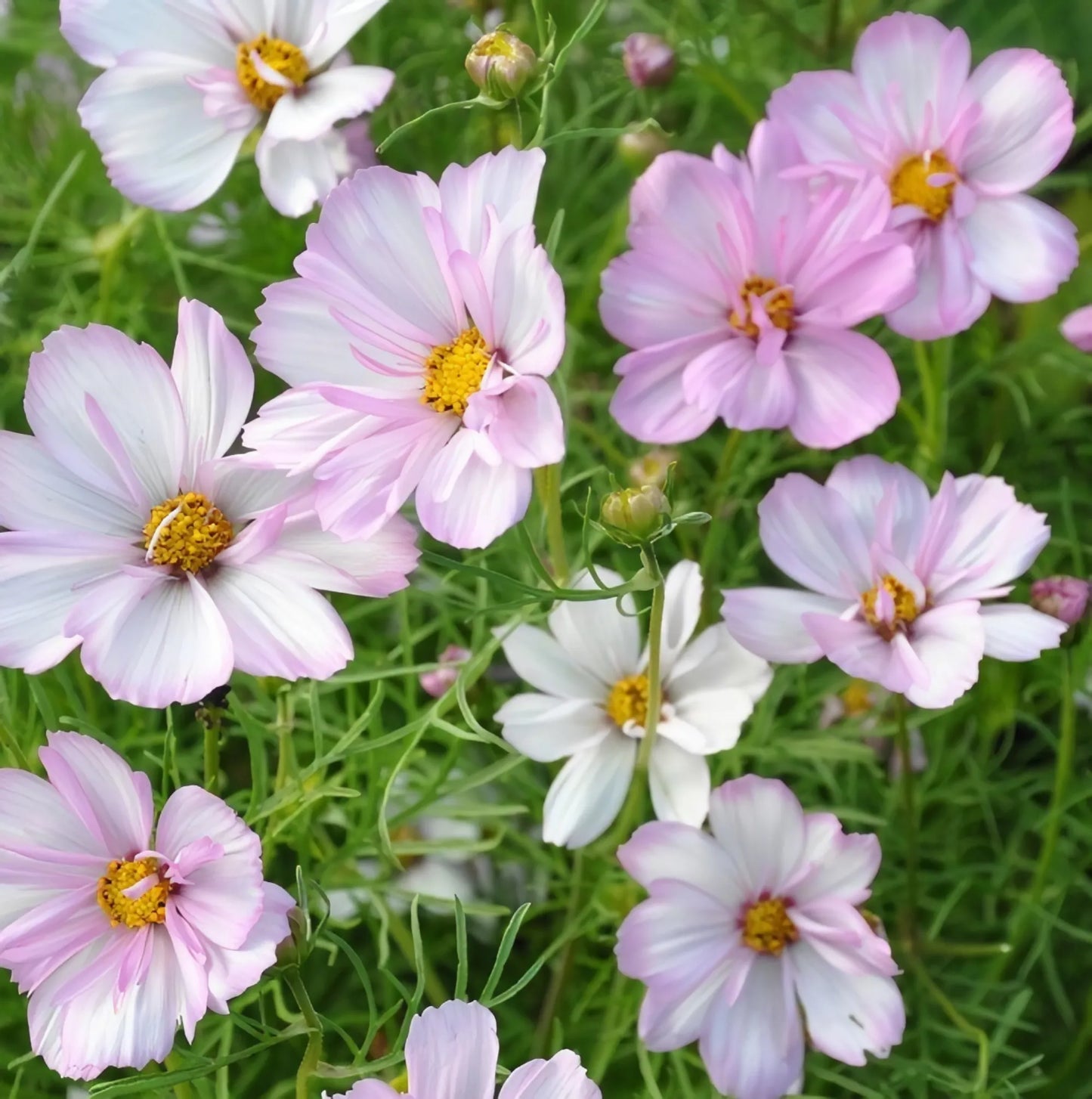 Cosmos- Cosimo Collarette