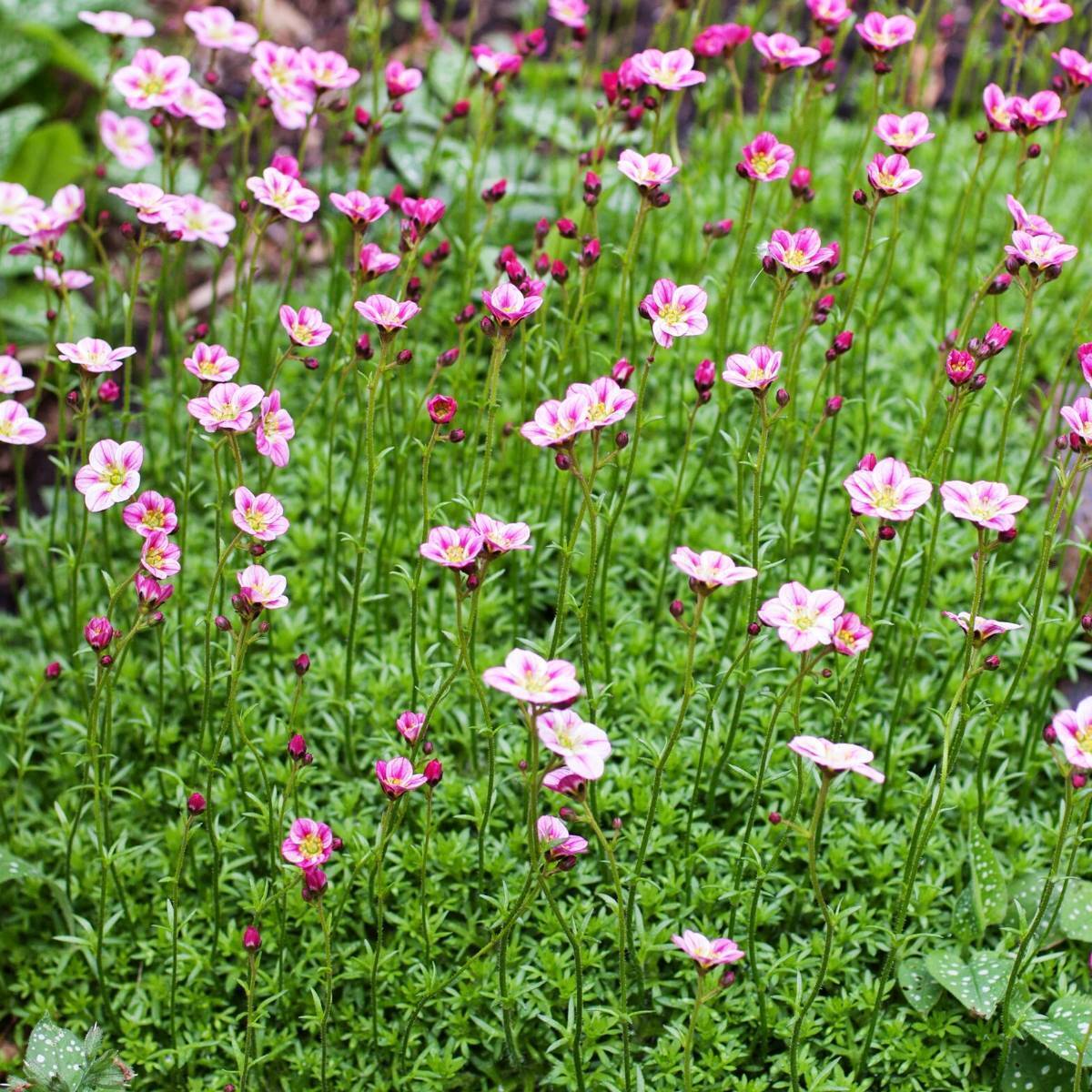 Saxifraga- Floral Carpet
