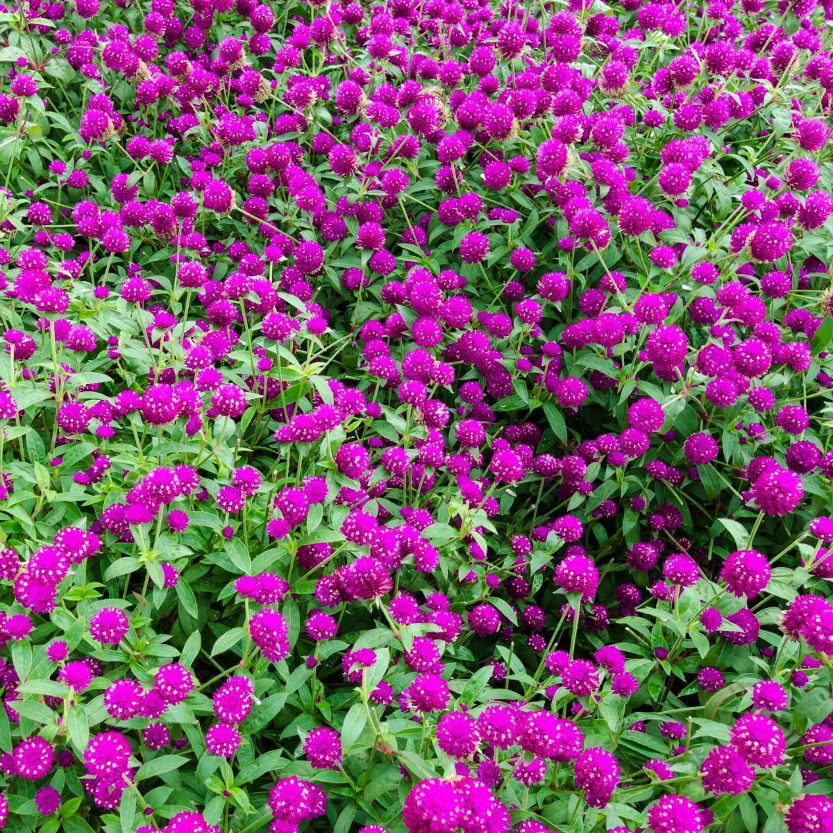 Globe Amaranth- Tall Purple