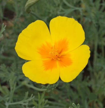 Californian Poppy- Golden West