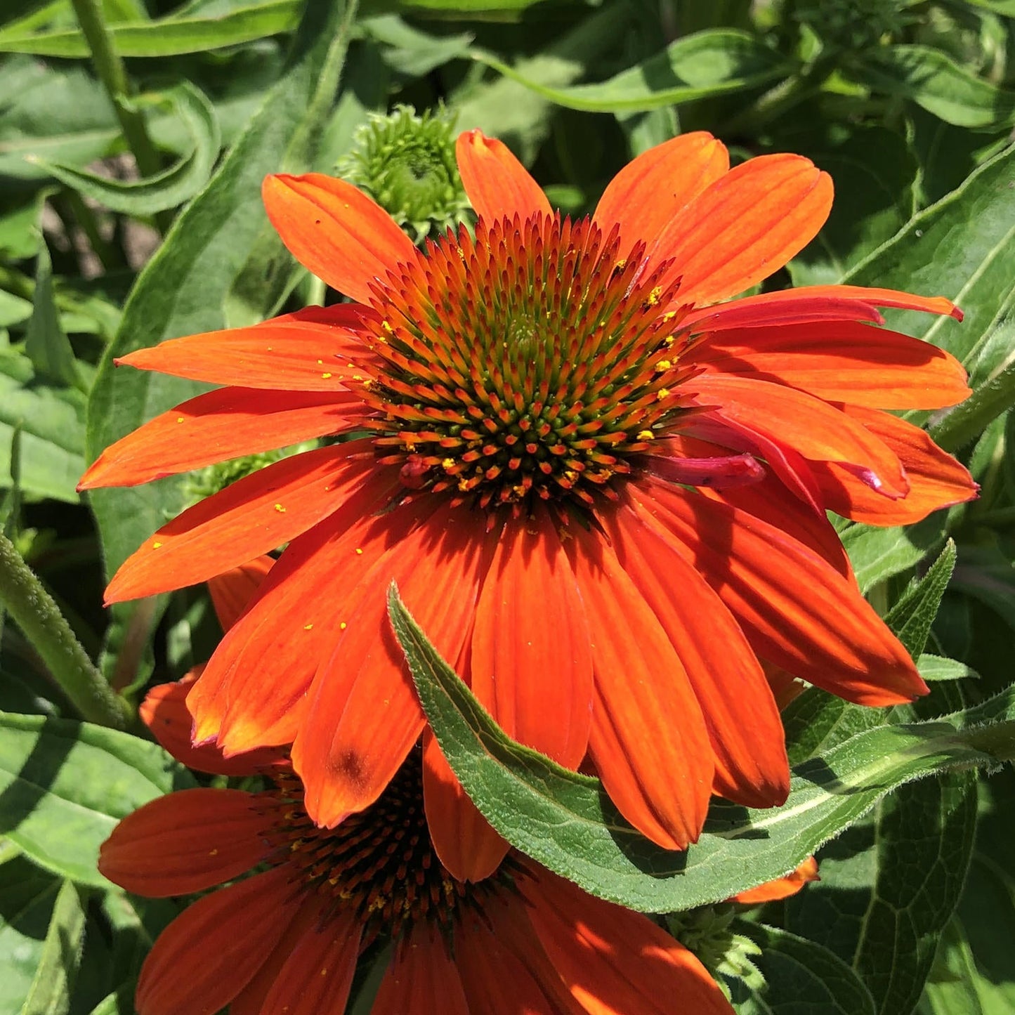 Orange Echinacea Flower Seeds for Planting - To attract Pollinators and Bees, Heirloom Seeds - Echinacea for planting in home garden