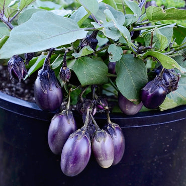 Patio Baby – Eggplant Seed