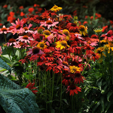 Mixed Echinacea Cheyenne Spirit Wildflower Seeds for Planting - To attract Pollinators & Butterflies, GMO Free Seeds