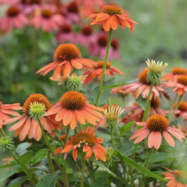 Orange Echinacea Flower Seeds for Planting - To attract Pollinators and Bees, Heirloom Seeds