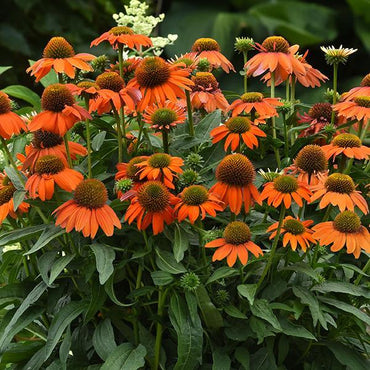 Orange Echinacea Flower Seeds for Planting - To attract Pollinators and Bees, Heirloom Seeds