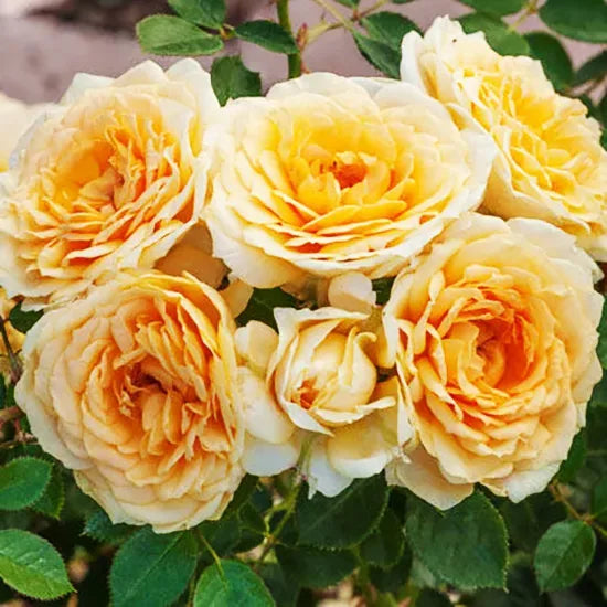 Edith's Darling Shrub Rose