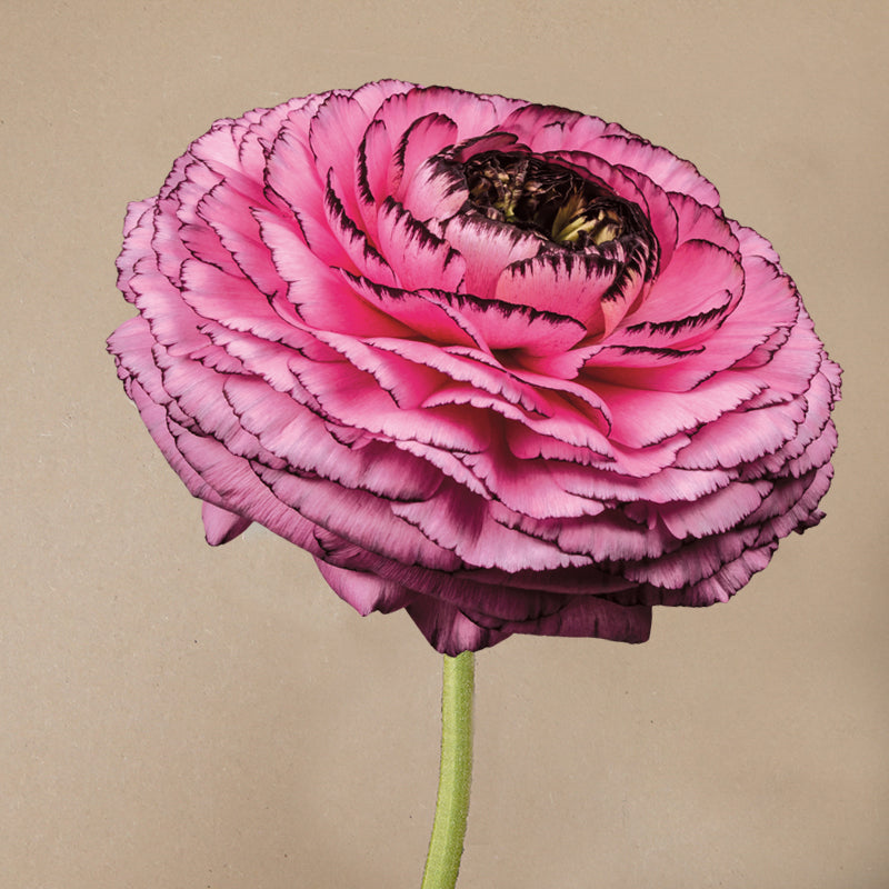 Ranunculus- Elegance Rosa Striato 69-16