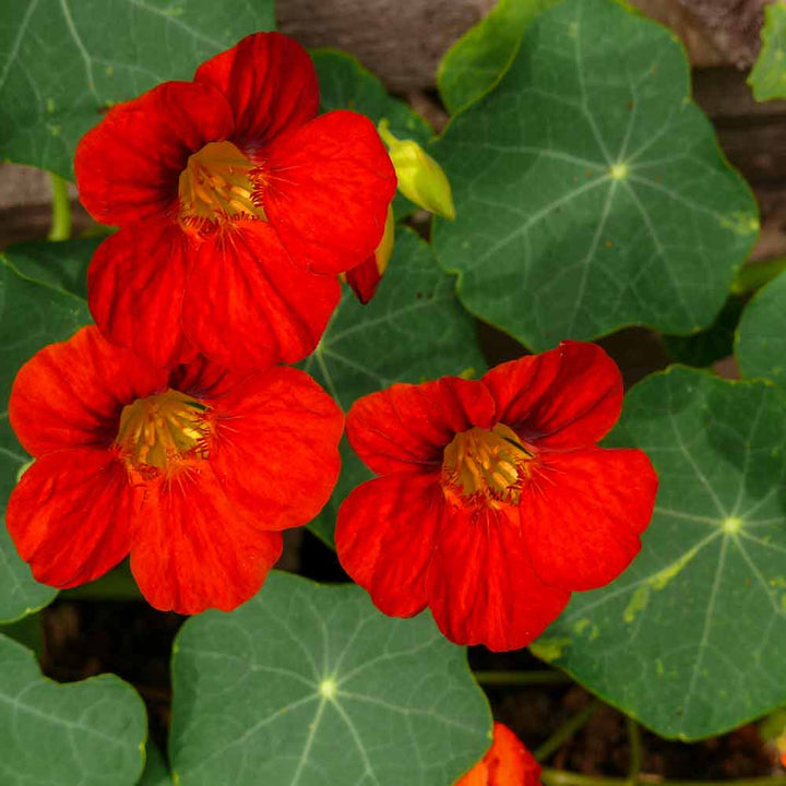 Red Hanging Nasturtium Seeds for Planting - Heirloom seeds for Home Garden, GMO Free