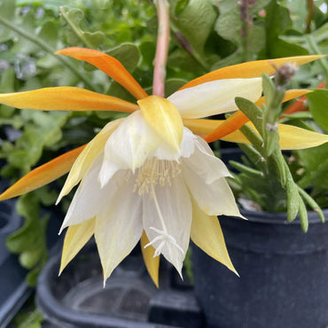 Heirloom Yellow White Epiphyllum Flower Seeds – Non-GMO Exotic Night Blooms for Garden Planting