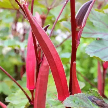 Okra- Burgundy