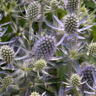 Heirloom Non-GMO Hobbit Sea Holly Eryngium Flower Seeds for Planting – Unique Spiky Blooms