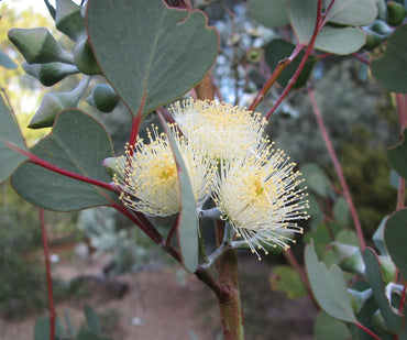 Eucalyptus- Round Leaved Mallee