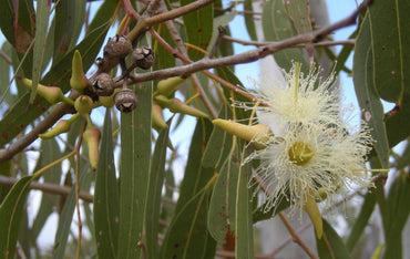 Eucalyptus Tereticornis Tree Seeds