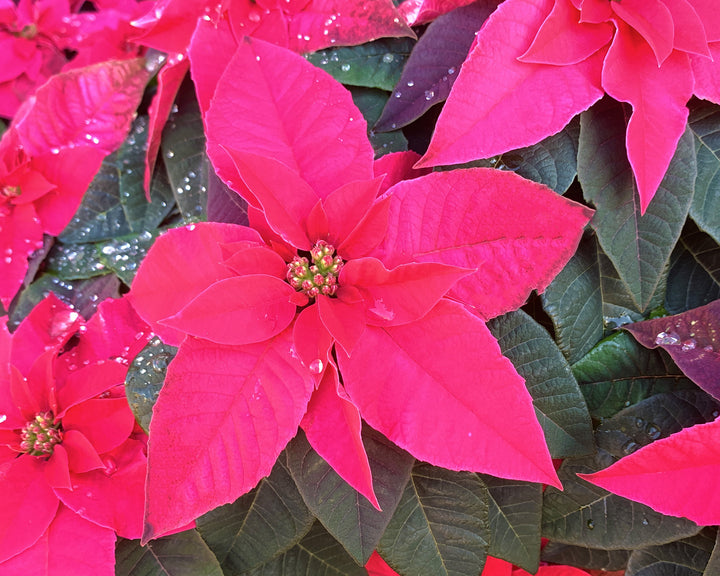 Poinsettia Euphorbia Flower Seeds – Heirloom, Non-GMO Flower Seeds for Planting