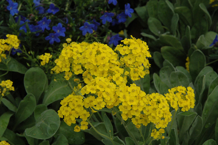 Yellow Rock Cress Plant Seeds for Planting - NON GMO Seeds