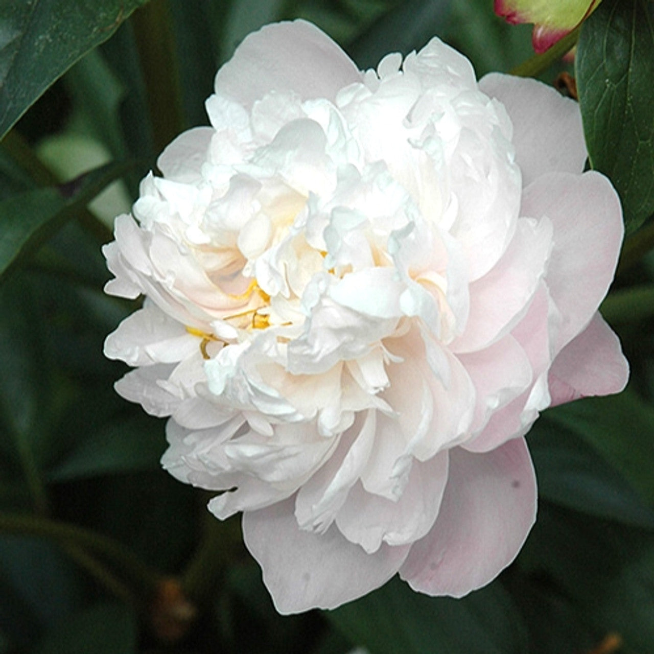 Lady Alexandra Duff Peony