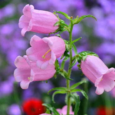 Canterbury Bells- Rose Pink
