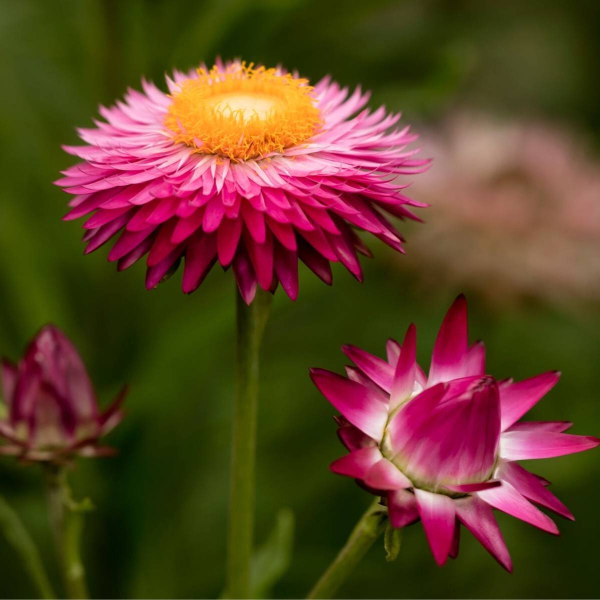 Everlasting Daisy- Pink