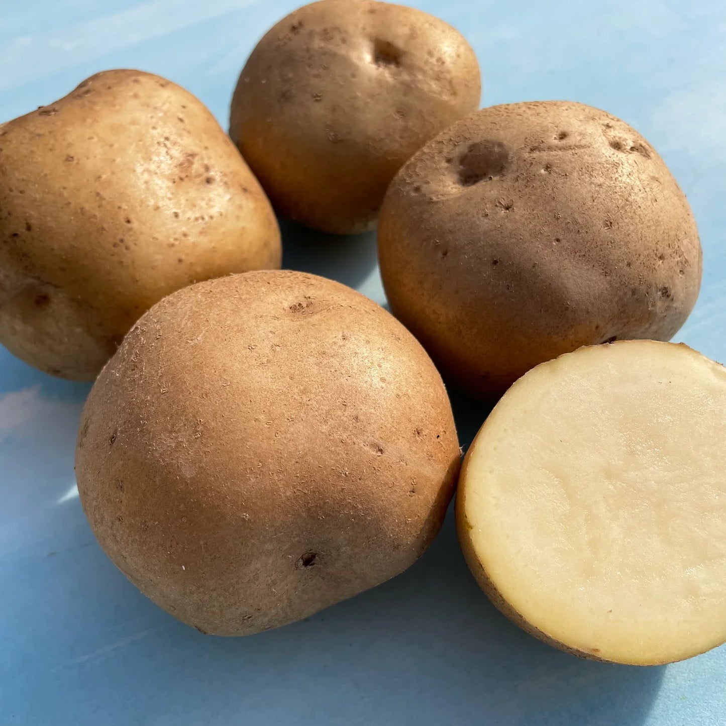 Caribou Russet – Seed Potatoes