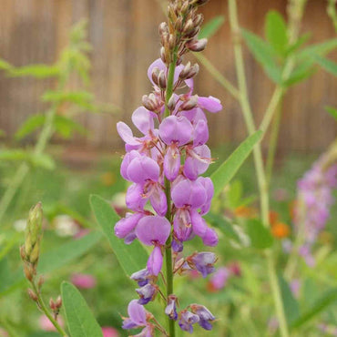 Heirloom Non-GMO Showy Tick Trefoil Flower Seeds for Planting – Vibrant Wildflower Blooming Seeds