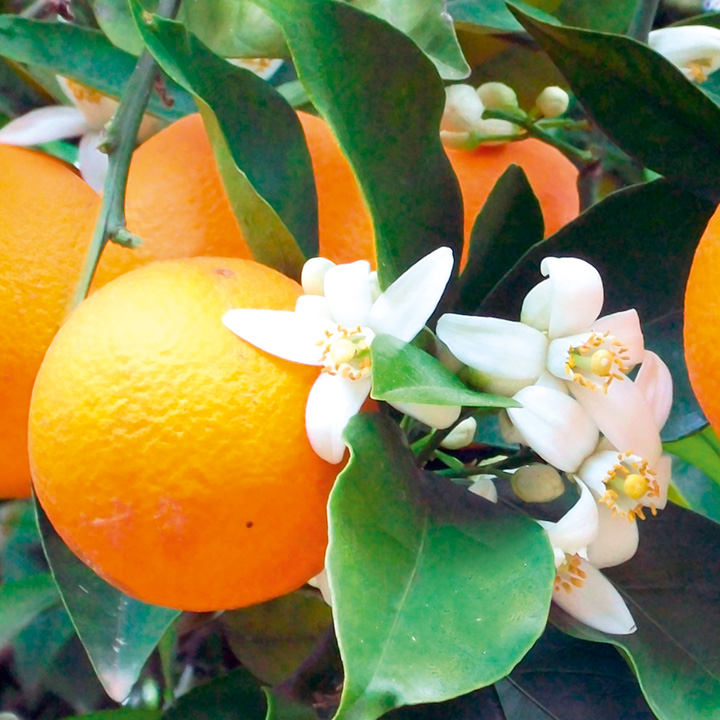Citrus Kinnow Seeds
