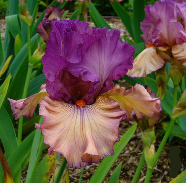 Finishing School Bearded Iris Seeds