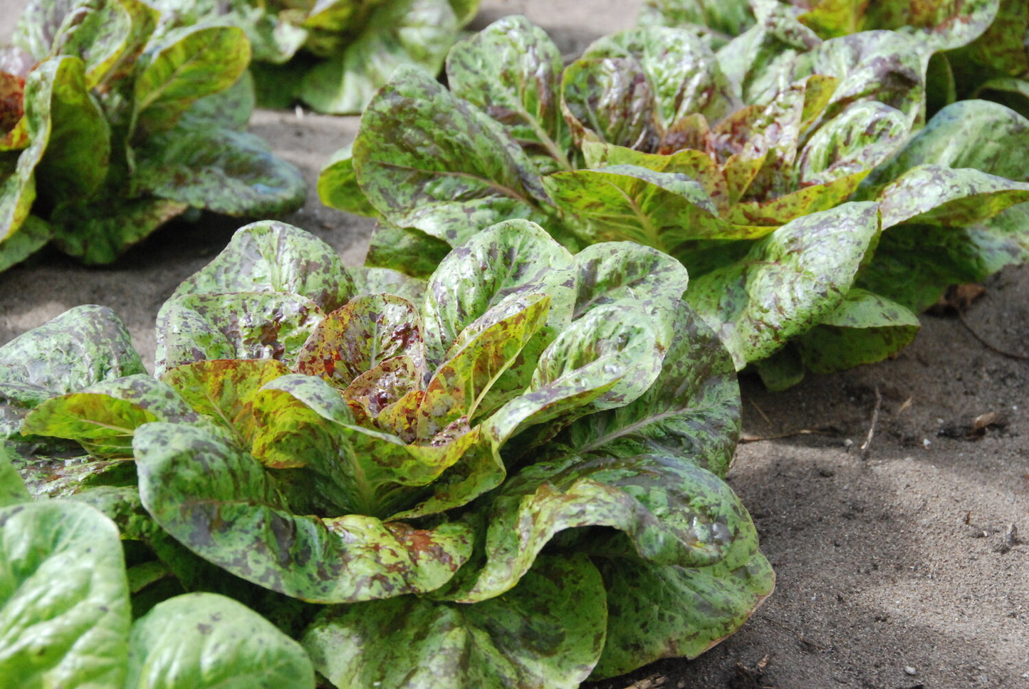 Flashy Trout Back – Organic Lettuce Seed