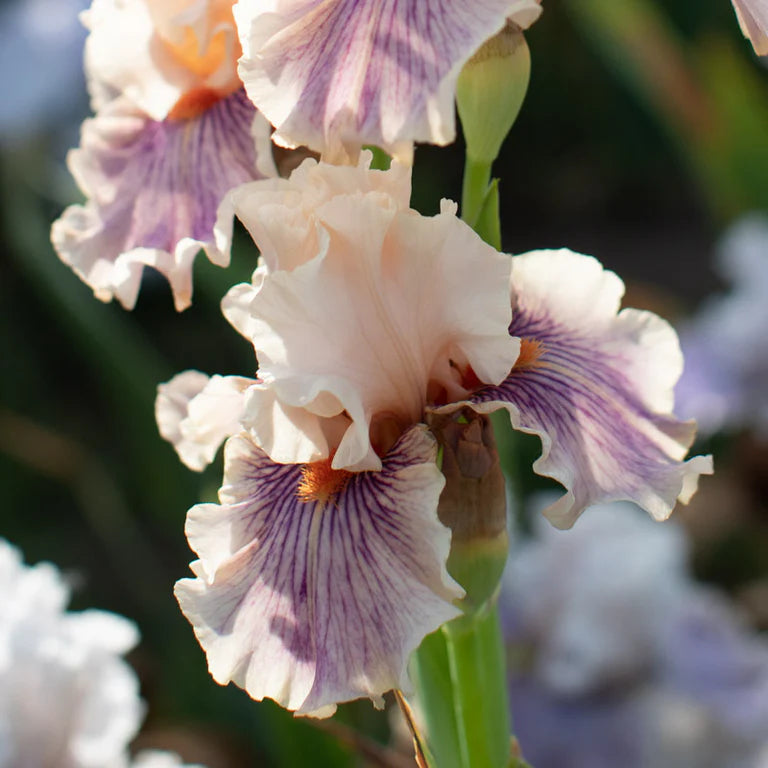 Center Line Bearded Iris