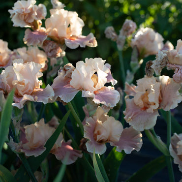Entitled Bearded Iris Seeds