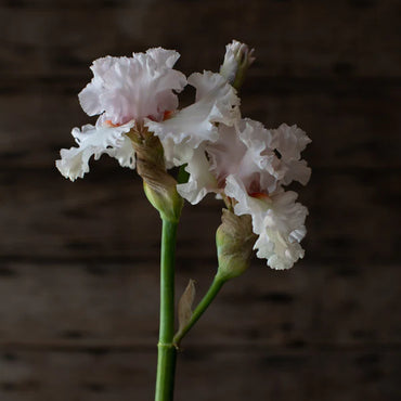 Head Over Heels Bearded Iris Seeds