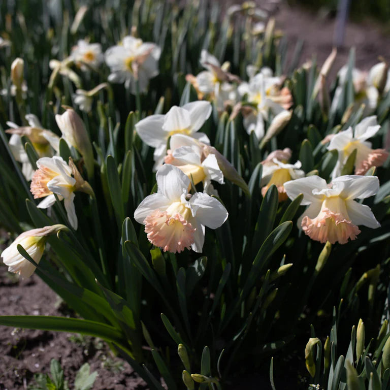 British Gamble Daffodil Seeds