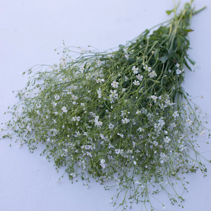 Covent Garden Market – Gypsophila Seed